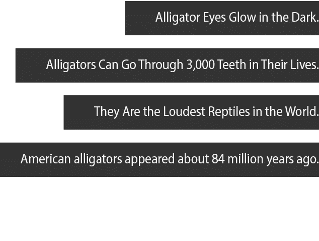 Alligator Eyes Glow in the Dark  Alligators Can Go Through 3,000 Teeth in Their Lives  They Are the Loudest Reptiles    
