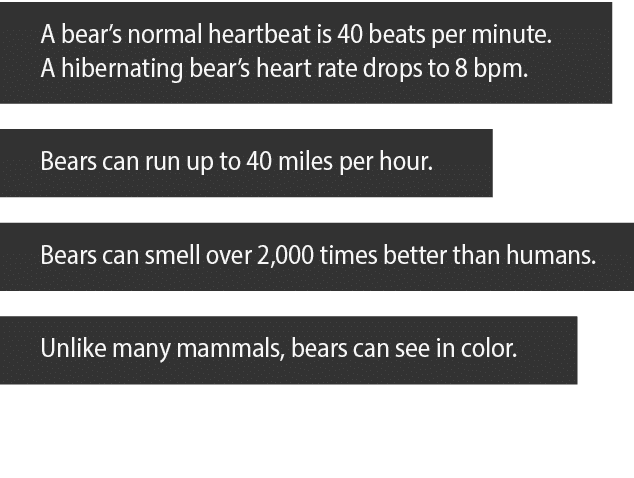 A bear s normal heartbeat is 40 beats per minute  A hibernating bear s heart rate drops to 8 bpm  Bears can run up to   