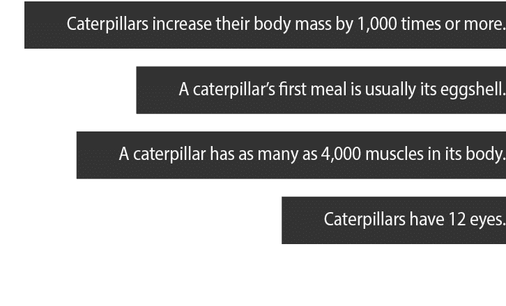 Caterpillars increase their body mass by 1,000 times or more  A caterpillar s first meal is usually its eggshell  A c   