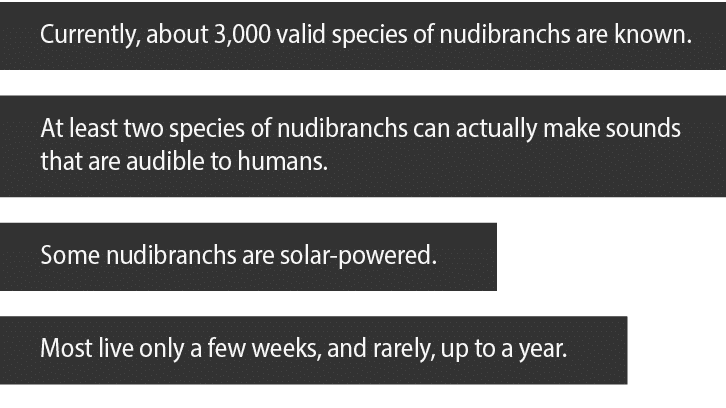 Currently, about 3,000 valid species of nudibranchs are known  At least two species of nudibranchs can actually make    