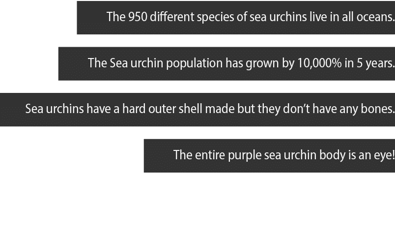 The 950 different species of sea urchins live in all oceans  The Sea urchin population has grown by 10,000% in 5 year   