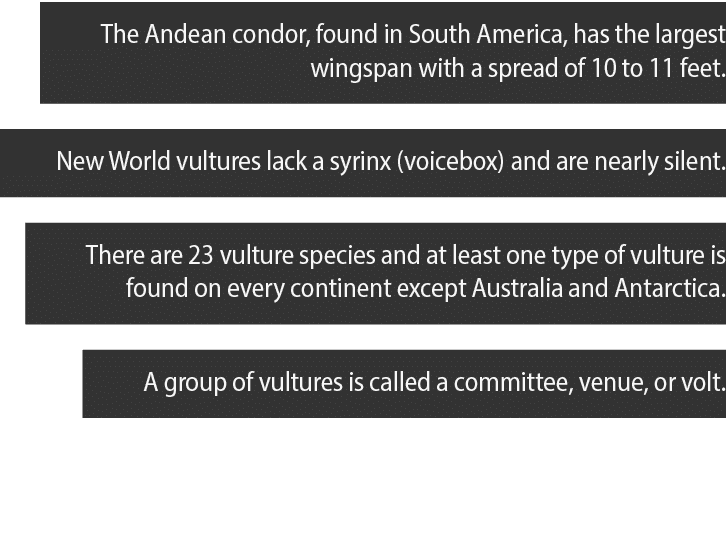 The Andean condor, found in South America, has the largest wingspan with a spread of 10 to 11 feet  New World vulture   
