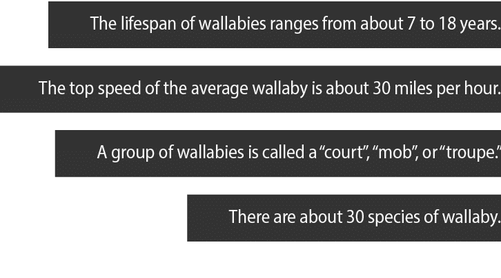 The lifespan of wallabies ranges from about 7 to 18 years  The top speed of the average wallaby is about 30 miles per   