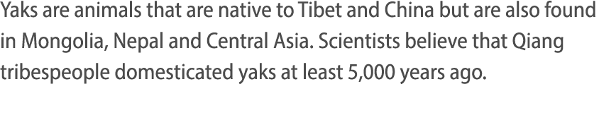Yaks are animals that are native to Tibet and China but are also found in Mongolia, Nepal and Central Asia  Scientist   