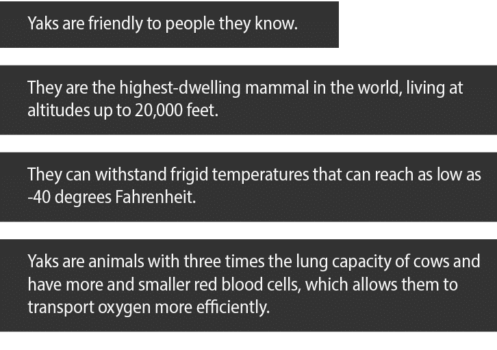 Yaks are friendly to people they know  They are the highest-dwelling mammal in the world, living at altitudes up to 2   