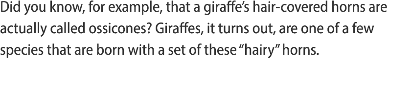 Did you know, for example, that a giraffe s hair-covered horns are actually called ossicones  Giraffes, it turns out,   