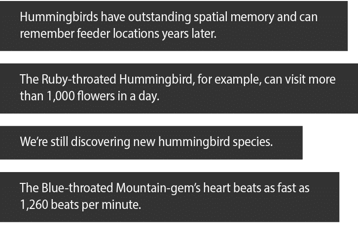 Hummingbirds have outstanding spatial memory and can remember feeder locations years later  The Ruby-throated Humming   