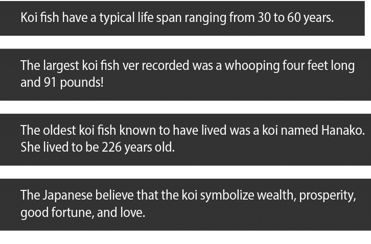 Koi fish have a typical life span ranging from 30 to 60 years  The largest koi fish ver recorded was a whooping four    