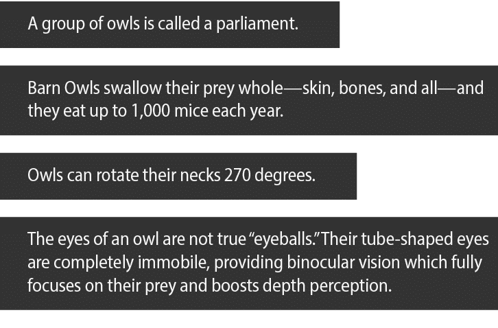 A group of owls is called a parliament  Barn Owls swallow their prey whole—skin, bones, and all—and they eat up to 1,   
