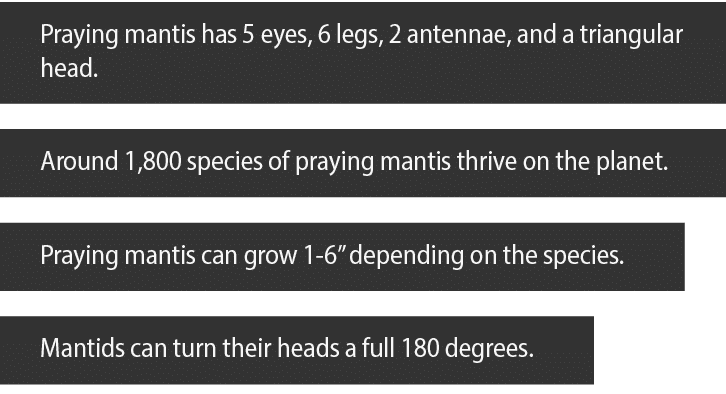 Praying mantis has 5 eyes, 6 legs, 2 antennae, and a triangular head  Around 1,800 species of praying mantis thrive o   
