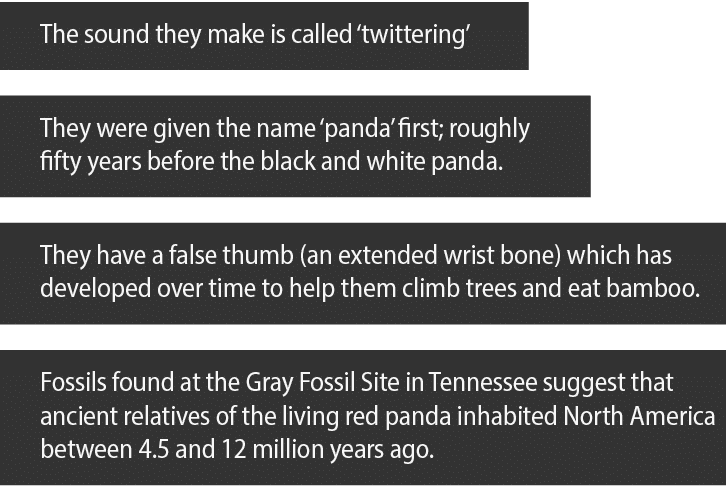 The sound they make is called  twittering  They were given the name  panda  first; roughly fifty years before the bla   