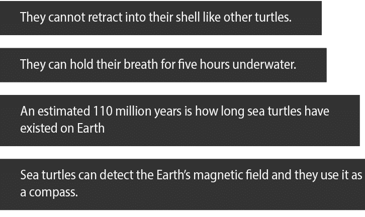 They cannot retract into their shell like other turtles  They can hold their breath for five hours underwater  An est   