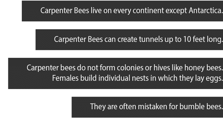 Carpenter Bees live on every continent except Antarctica  Carpenter Bees can create tunnels up to 10 feet long  Carpe   