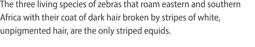 The three living species of zebras that roam eastern and southern Africa with their coat of dark hair broken by strip   