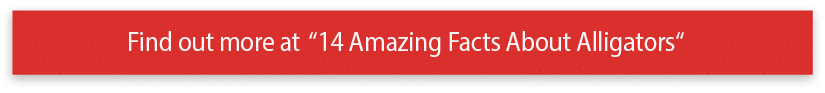 Find out more at  14 Amazing Facts About Alligators  