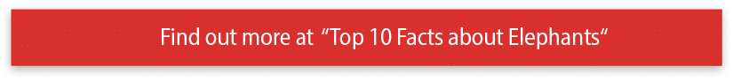 Find out more at  Top 10 Facts about Elephants 
