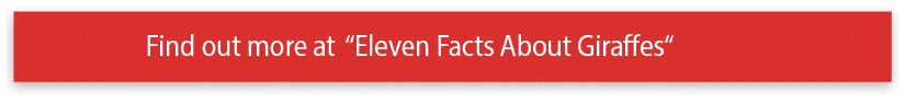 Find out more at  Eleven Facts About Giraffes 