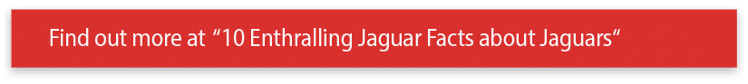 Find out more at  10 Enthralling Jaguar Facts about Jaguars 