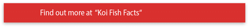 Find out more at  Koi Fish Facts 