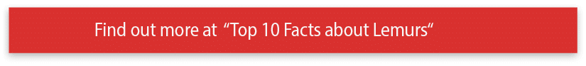 Find out more at  Top 10 Facts about Lemurs 