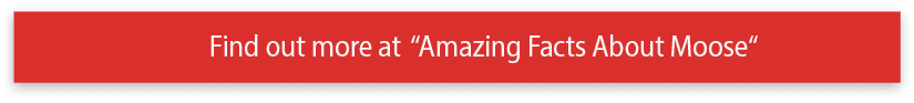 Find out more at  Amazing Facts About Moose 