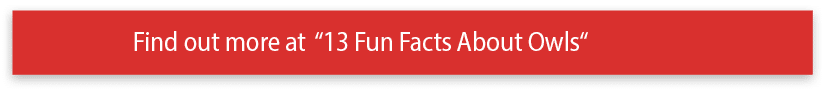 Find out more at  13 Fun Facts About Owls 