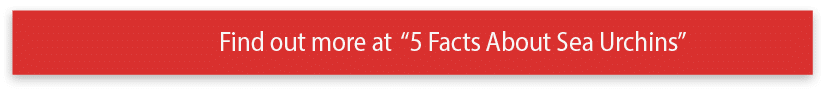 Find out more at  5 Facts About Sea Urchins 