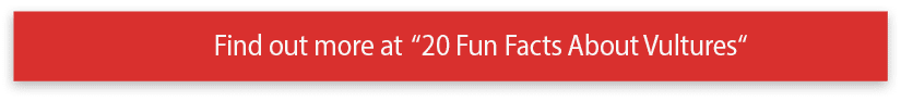 Find out more at  20 Fun Facts About Vultures 