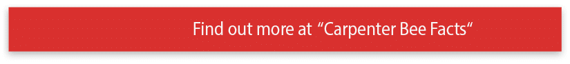 Find out more at  Carpenter Bee Facts 