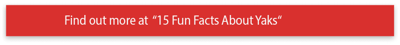 Find out more at  15 Fun Facts About Yaks 