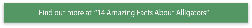 Find out more at  14 Amazing Facts About Alligators  