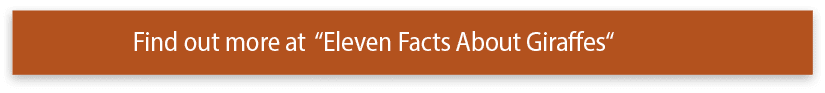Find out more at  Eleven Facts About Giraffes 
