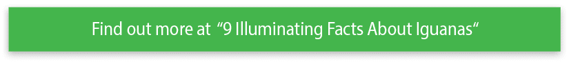 Find out more at  9 Illuminating Facts About Iguanas 