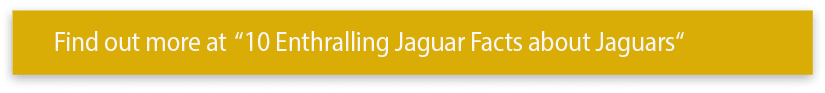Find out more at  10 Enthralling Jaguar Facts about Jaguars 