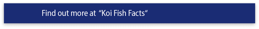 Find out more at  Koi Fish Facts 