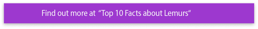 Find out more at  Top 10 Facts about Lemurs 