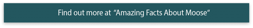 Find out more at  Amazing Facts About Moose 