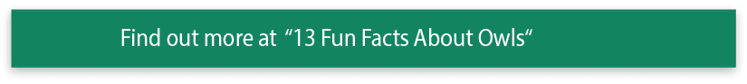 Find out more at  13 Fun Facts About Owls 