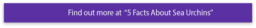 Find out more at  5 Facts About Sea Urchins 