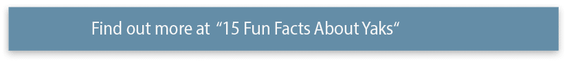 Find out more at  15 Fun Facts About Yaks 