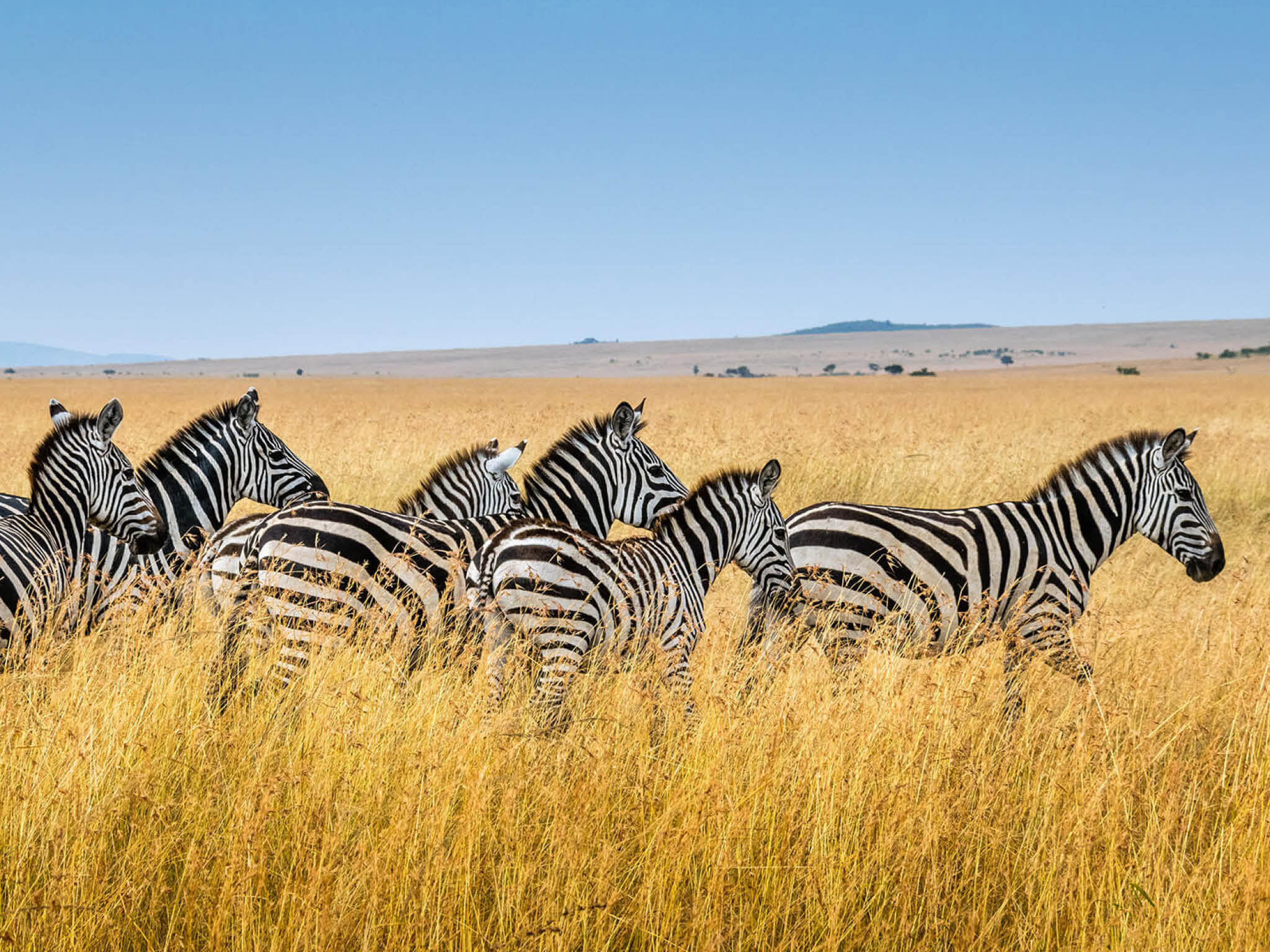 Photo courtesy of sutirta budiman on Unsplash